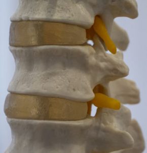 spine - anatomy for yoga