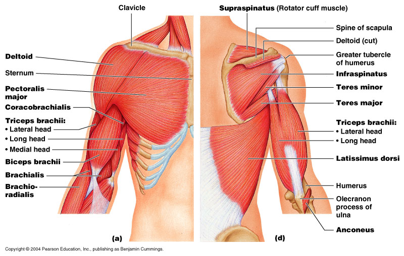 shoulder muscle anatomy
